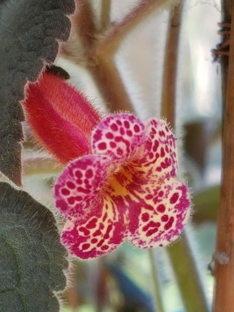 Multiflora - KOHLERIA 2020