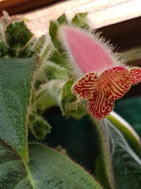 Luci,s Rays - KOHLERIA 2020