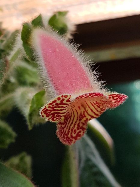 Luci,s Rays - KOHLERIA 2020