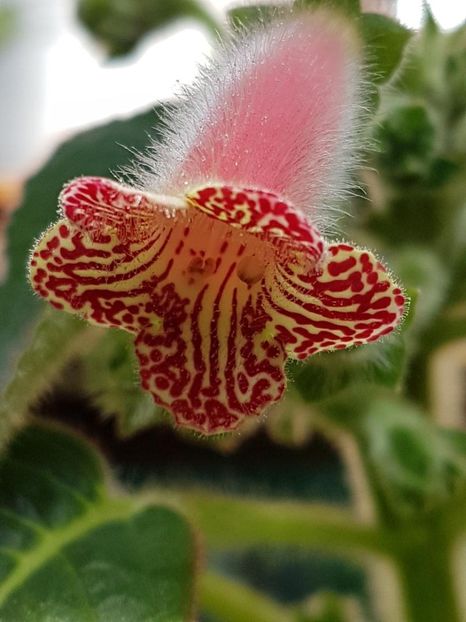 Luci,s Rays - KOHLERIA 2020