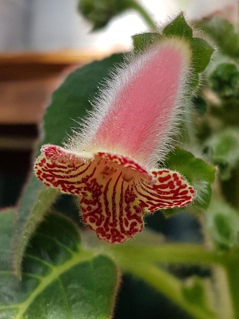 Luci,s Rays - KOHLERIA 2020