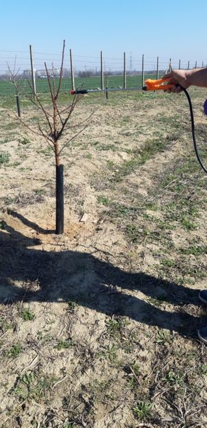 20200317_134500(0) - Livada 1 anul III 2020