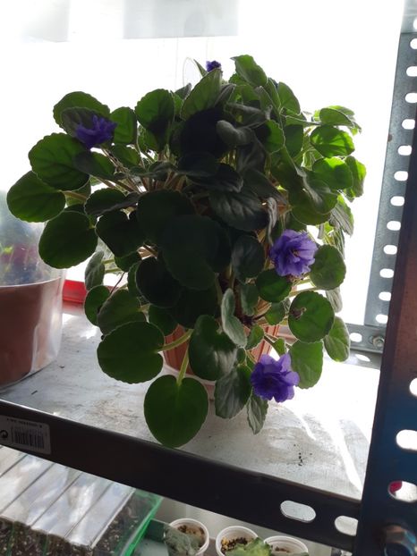 17 martie - Ajohn s Raquel