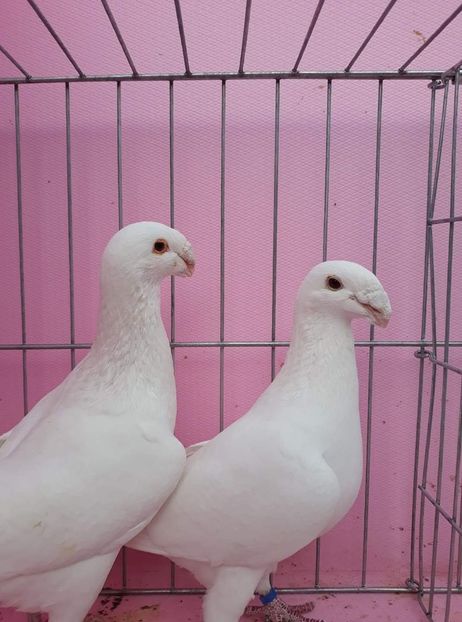 received_194324735299051 - Pui si maturi germani