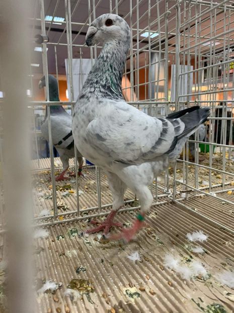 received_438513920364378 - Pui si maturi germani