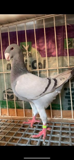 received_815931985500383 - Pui si maturi germani