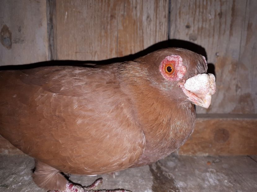 F - I3 _ tineret 2019