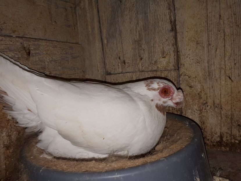 F - I3 _ tineret 2019