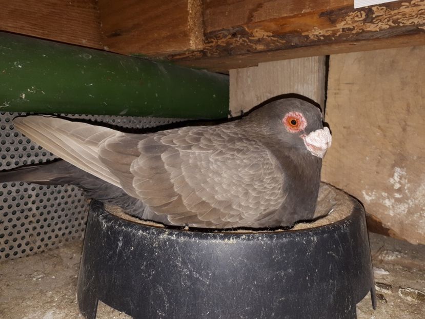 F - I3 _ tineret 2019