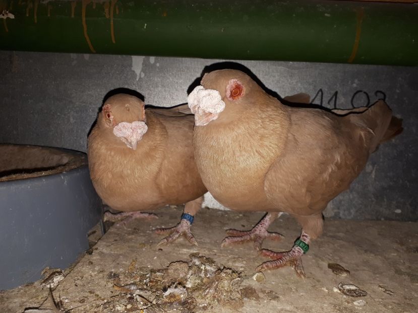  - J1 _ carunculați _ martie 2020