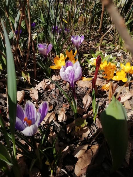 Crocus King of the Striped - Grădina 2020