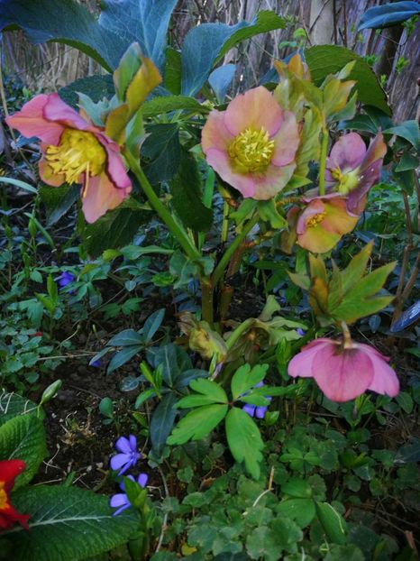  - Spânz helleborus 2020