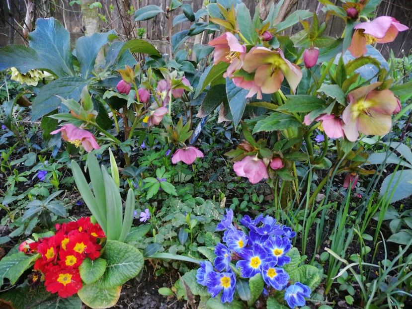  - Spânz helleborus 2020