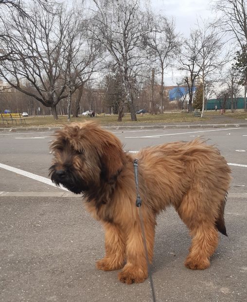 Ciobanesc de Brie Briard - Animale de vanzare For sale