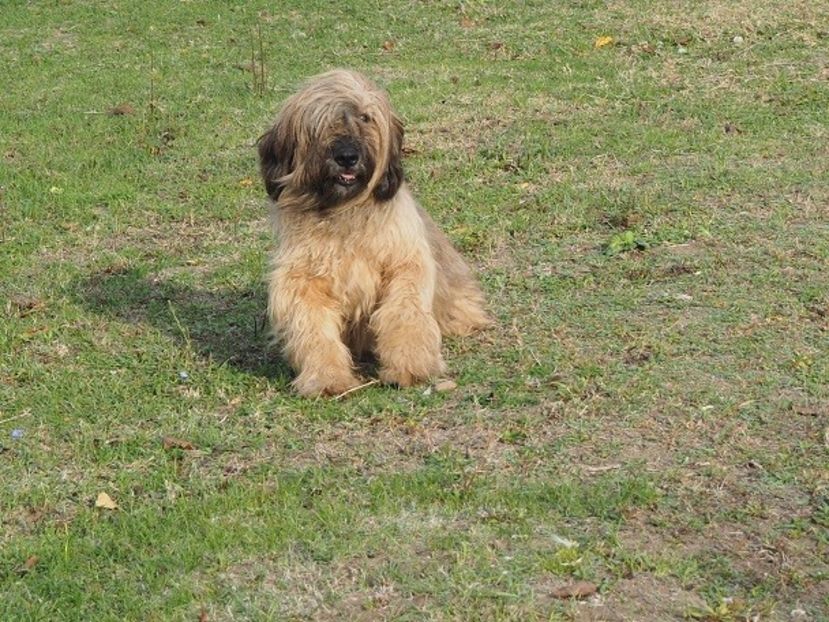 Ciibanesc de Brie Briard - Animale de vanzare For sale