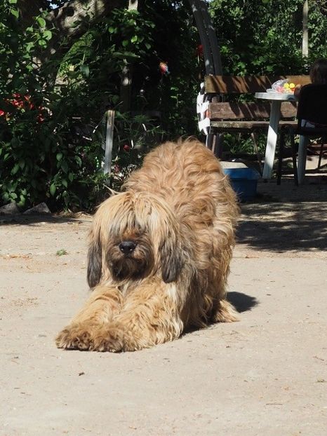 Ciobanesc de Brie Briard - Animale de vanzare For sale