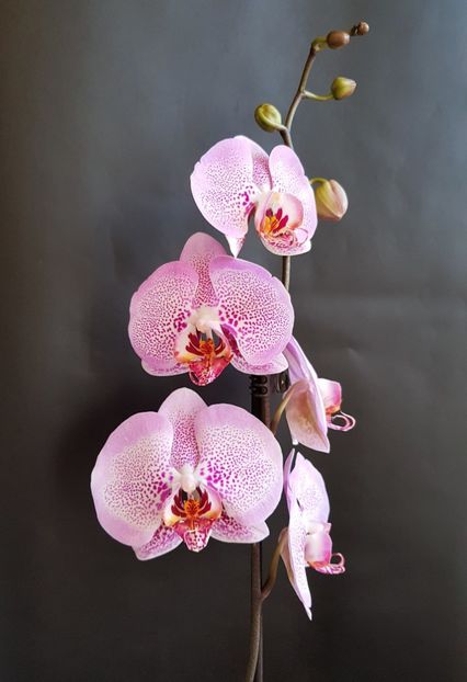 dtps. Leopard Prince Sogo Diamond - Phalaenopsis 1