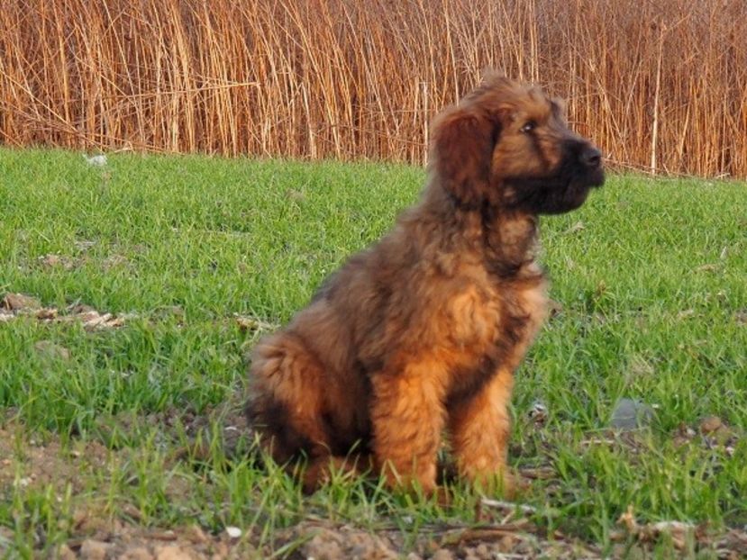Ciobanesc de Brie Briard - BRIARD Ciobanesc de BRIE