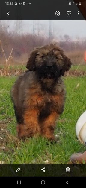 Ciobanesc de Brie Briard - BRIARD Ciobanesc de BRIE