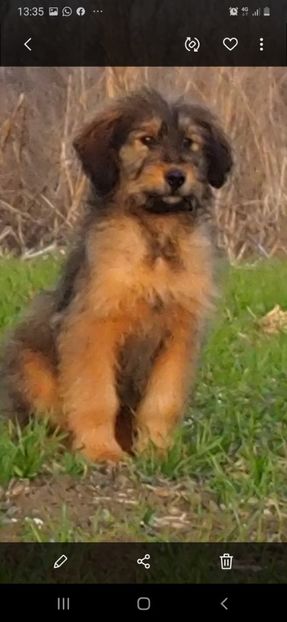 Ciobanesc de Brie Briard - BRIARD Ciobanesc de BRIE