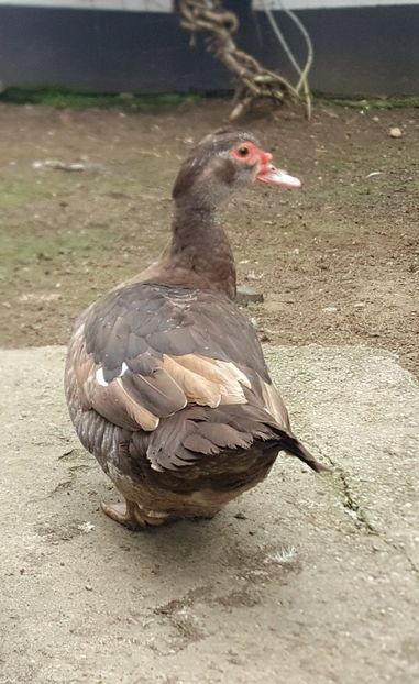 EE 2019 - 0001 rate lesesti matca 2020 lot 2