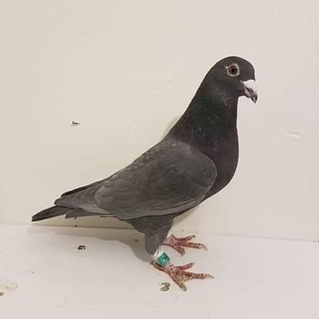  - NU AMI APARTIN 2020