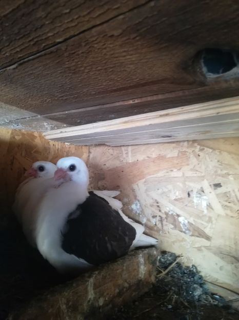  - Pescăruși de achen 2020