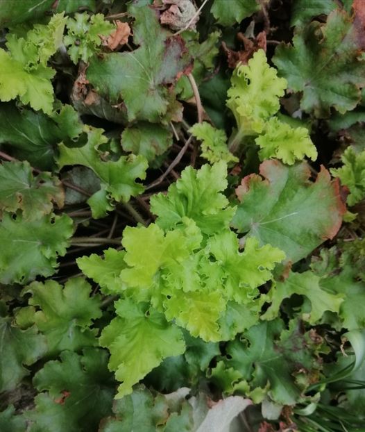 heuchera - 2020 Ian feb martie aprilie
