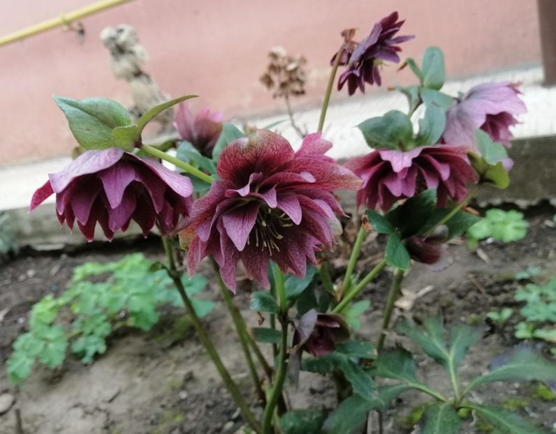 17 03,Helleborus Double Ellen Red - 2020 Ian feb martie aprilie