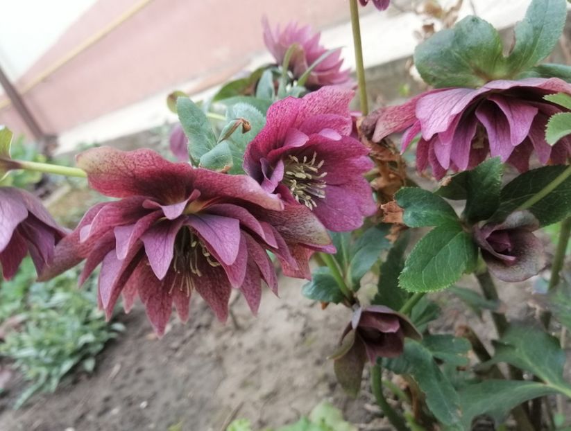 Helleborus Double Ellen Red - 2020 Ian feb martie aprilie