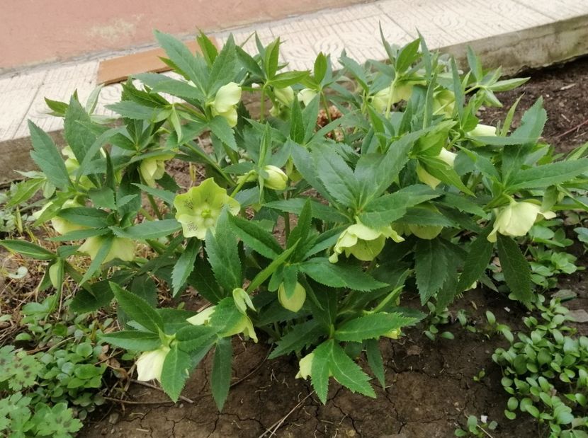 Helleborus Yellow Lady - 2020 Ian feb martie aprilie