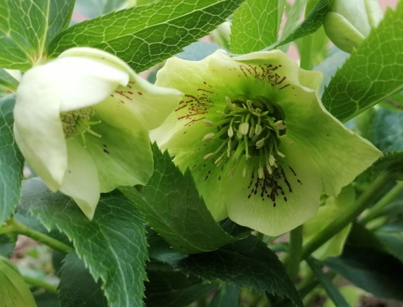 Helleborus Yellow Lady - 2020 Ian feb martie aprilie