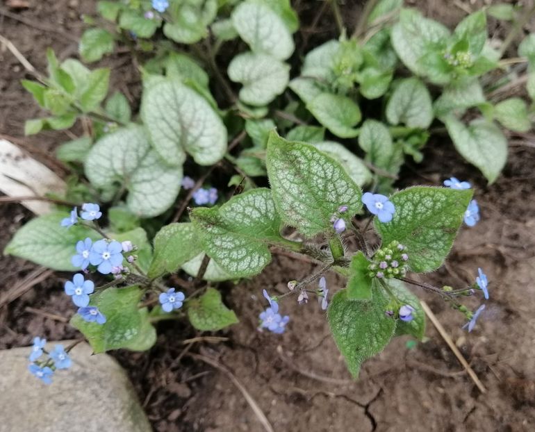 brunnera jack frost - 2020 Ian feb martie aprilie