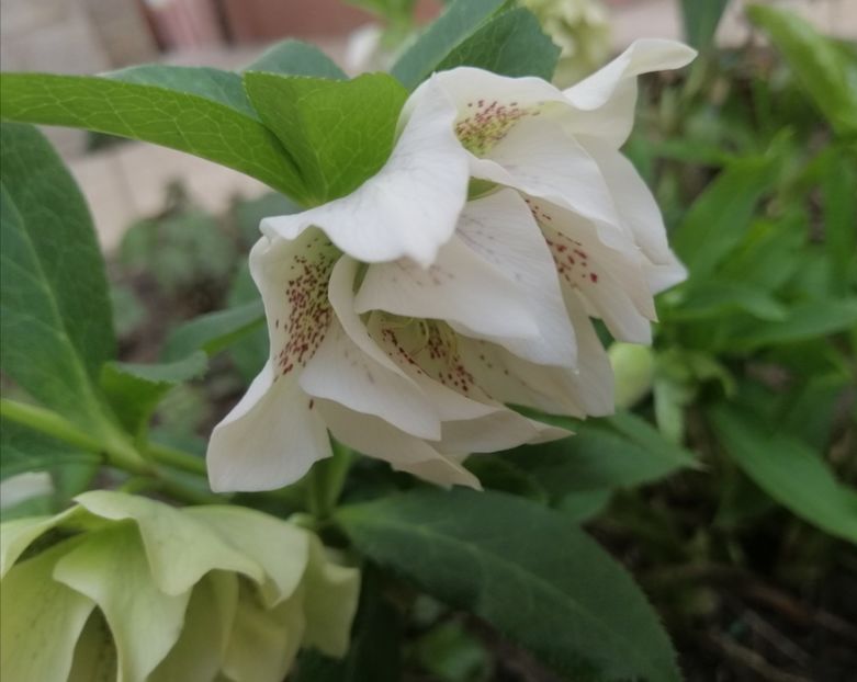 helleborus double ellen white spotted - 2020 Ian feb martie aprilie