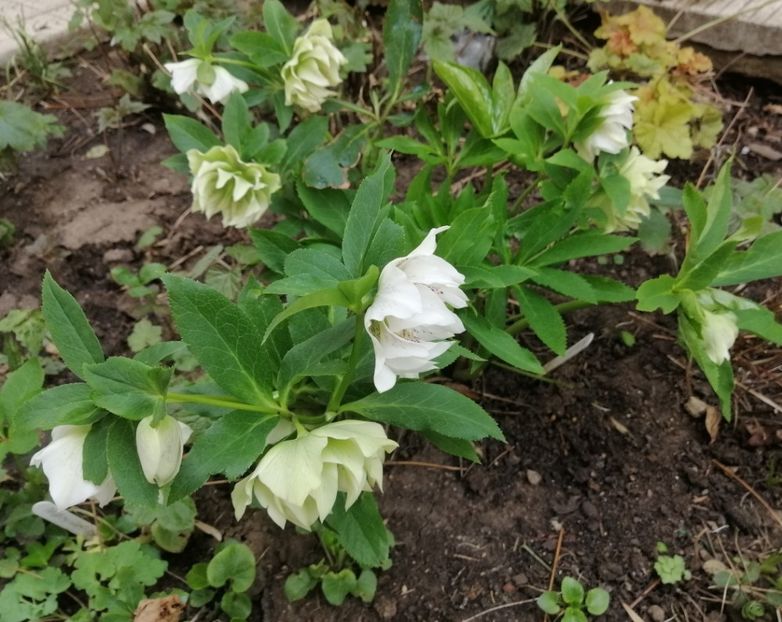 helleborus double ellen white spotted - 2020 Ian feb martie aprilie