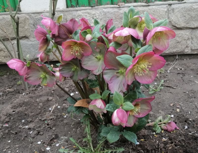 Helleborus Ice N Roses Rose - 2020 Ian feb martie aprilie