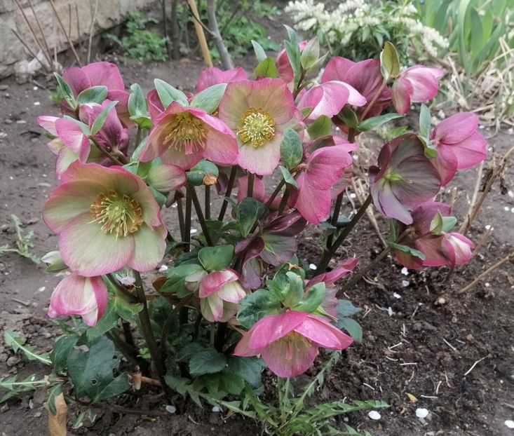 Helleborus Ice N Roses Rose - 2020 Ian feb martie aprilie