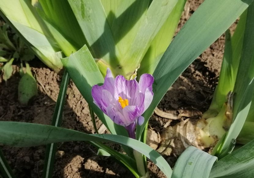 crocus king of the striped - 2020 Ian feb martie aprilie