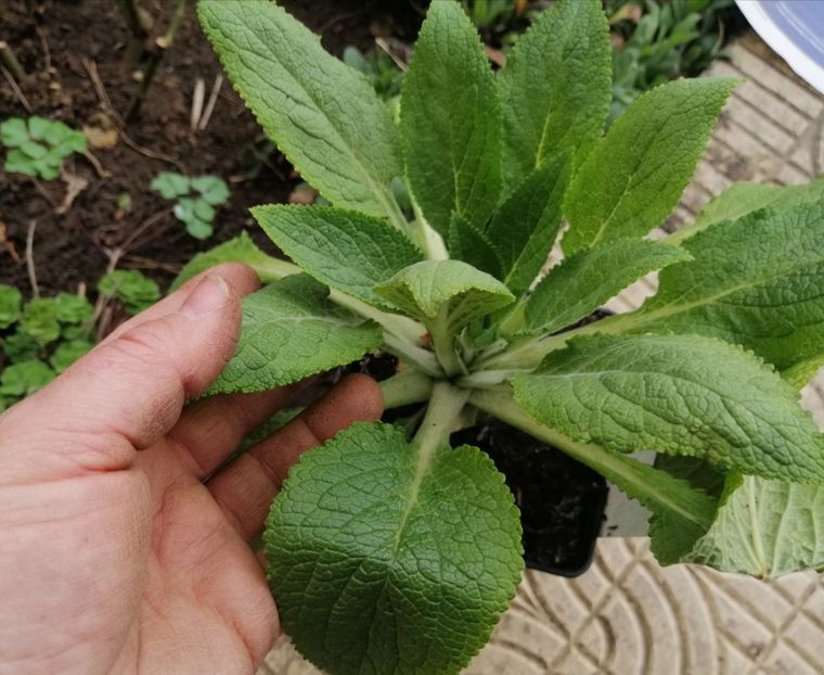 digitalis - 2020 Ian feb martie aprilie