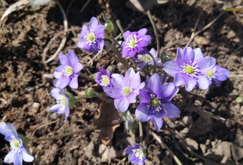 hepatica americana - 2020 Ian feb martie aprilie