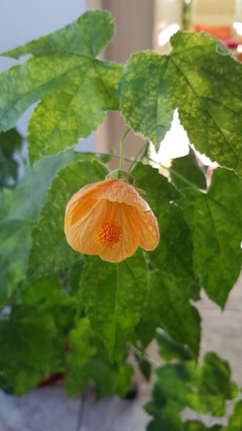Variegatul meu - Abutilon