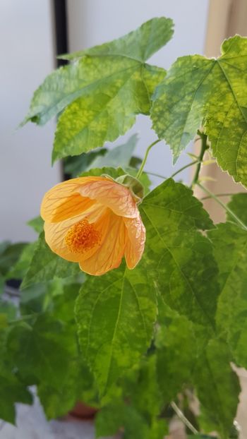  - Abutilon