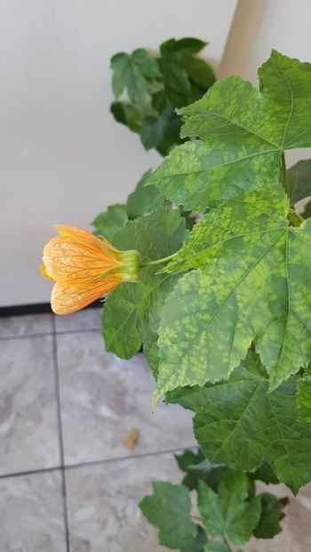  - Abutilon