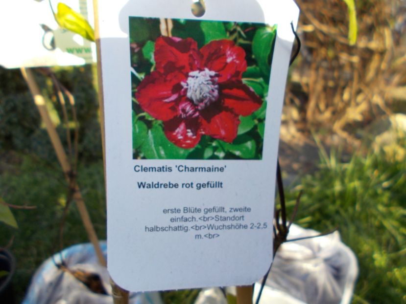  - Achizitii Maria Clematite 2020