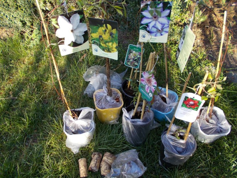  - Achizitii Maria Clematite 2020