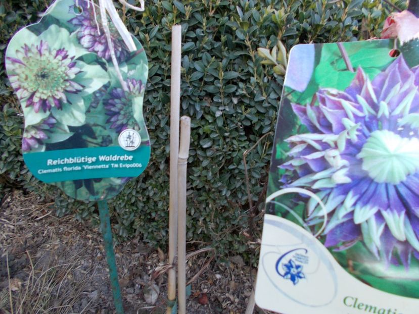  - Achizitii Maria Clematite 2020