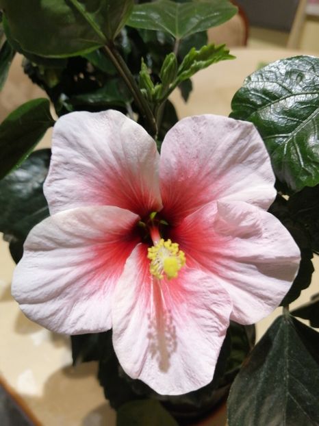  - Hibiscus Pink Dream