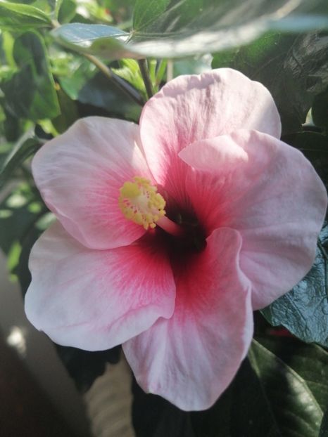  - Hibiscus Pink Dream