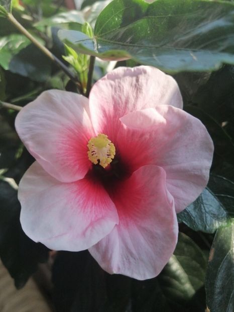  - Hibiscus Pink Dream