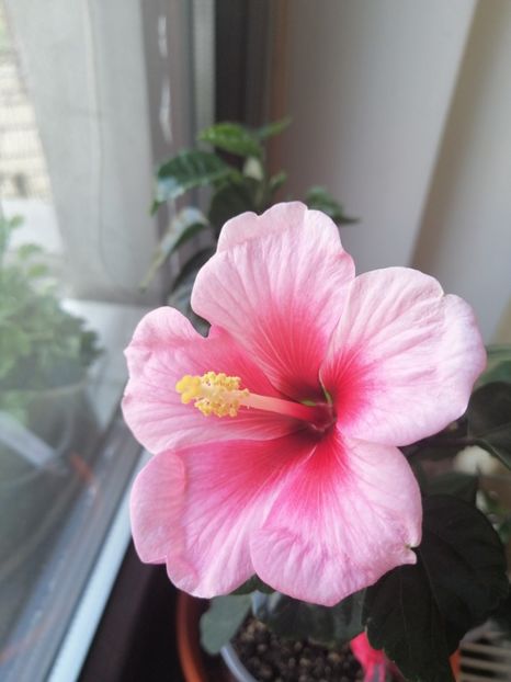  - Hibiscus Pink Dream